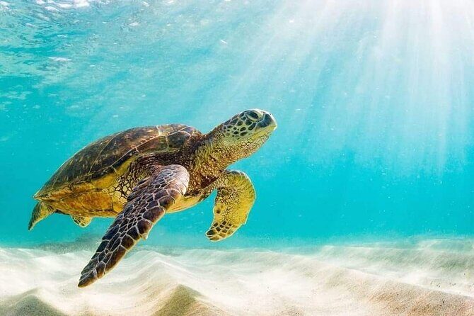 Rose Island 3 Island Luxury Private Tour(8hrs) - Analyzing the Value