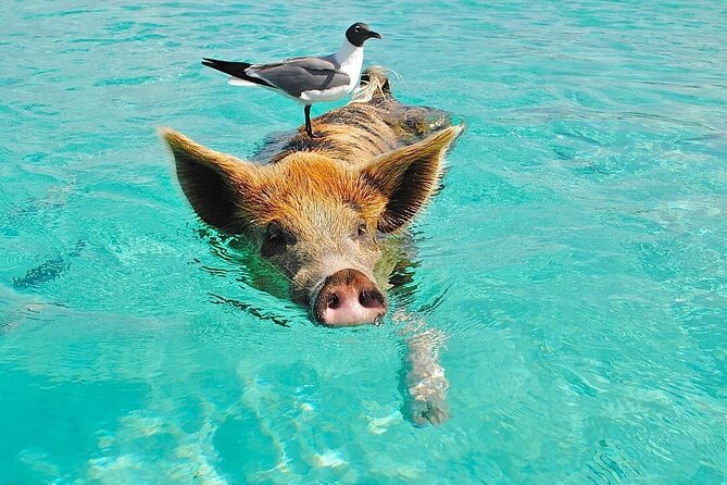 Rose Island 3 Island Luxury Private Tour(8hrs) - Inclusions