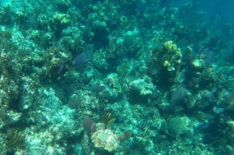 Rose Island Adventure: Turtle, Swim and Snorkel - Final Thoughts