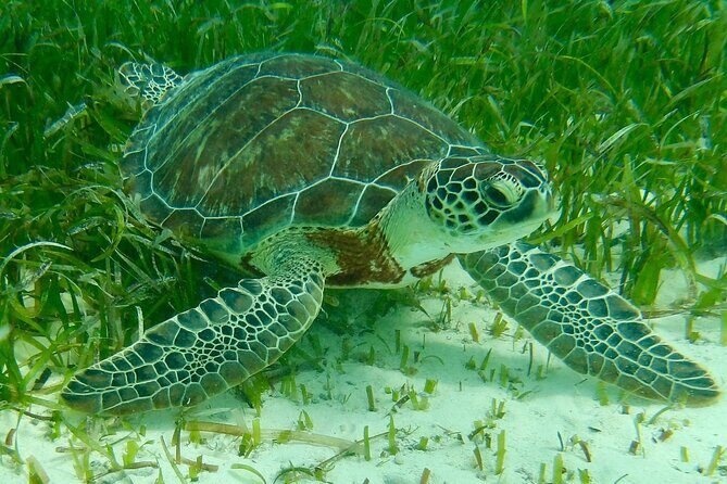 Rose Island Half-Day Snorkeling Cruise - An Introduction to the Tour