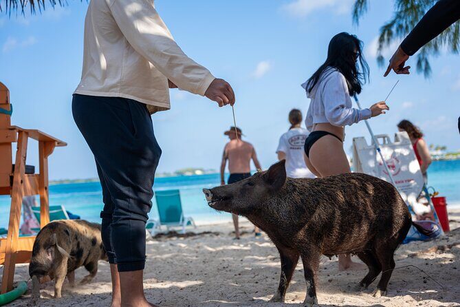 Rose Island Private Boat Tour Departing Nassau - Exploring the Itinerary: What to Expect