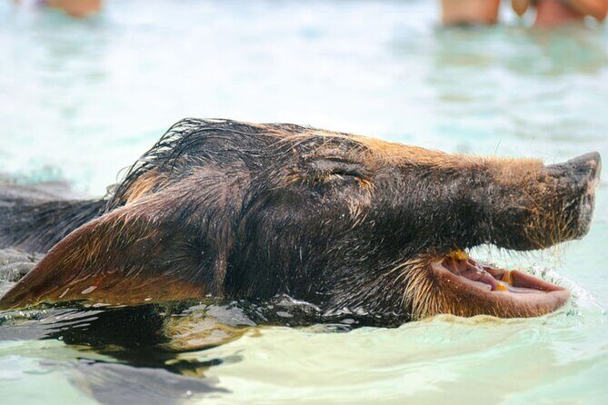 Rose Island Swimming Pigs & Beach Snorkeling Experience Nassau - Key Points