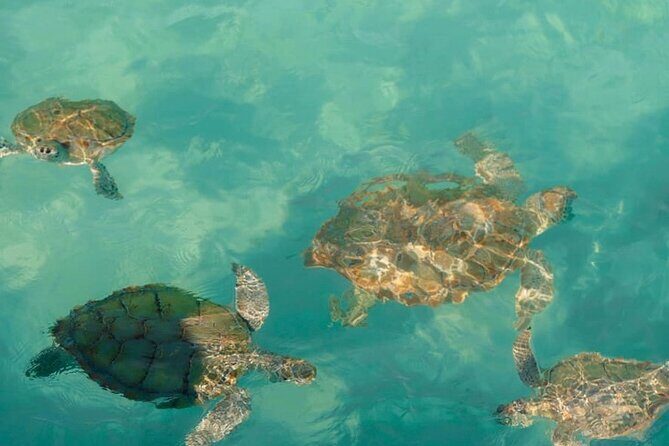 Rose Island Swimming Pigs - The Sum Up