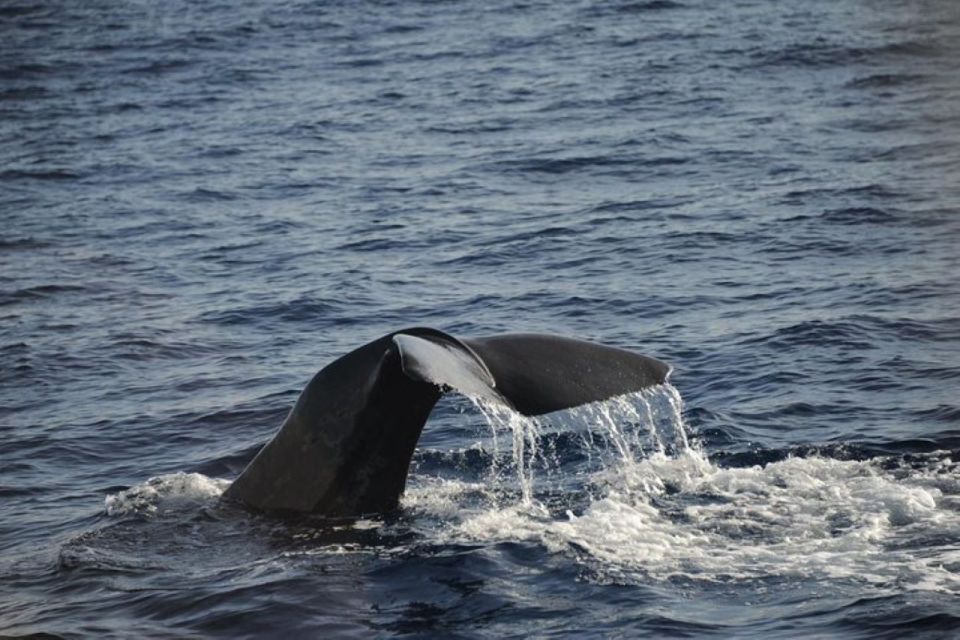 Roseau: Guided Dolphin and Whale Watch Tour With Drinks - Key Points