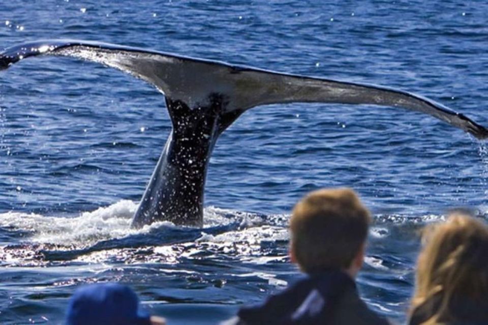 Roseau: Guided Dolphin and Whale Watch Tour With Drinks - Inclusions in the Tour Package