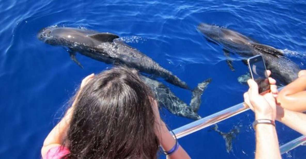 Roseau: Guided Dolphin and Whale Watch Tour With Drinks - Important Information for Visitors