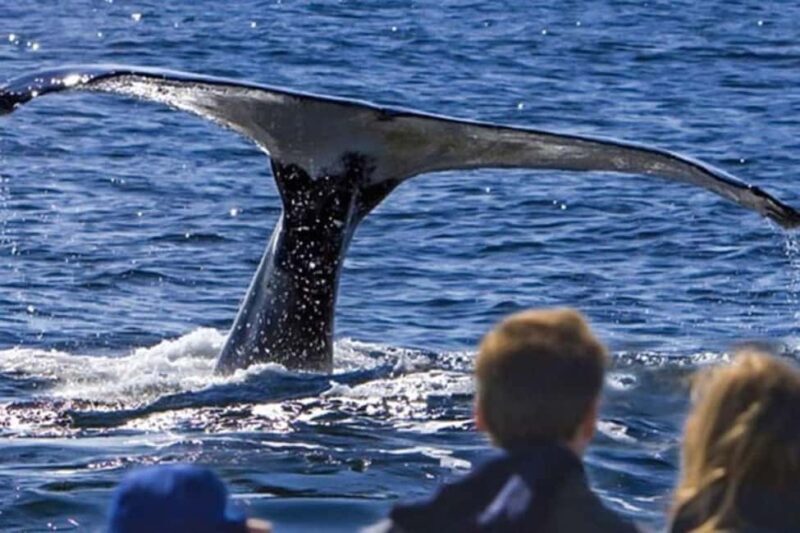 Roseau: Guided Dolphin and Whale Watching Tour With Drinks - Exploring the Guided Dolphin and Whale Watching Tour in Dominica  