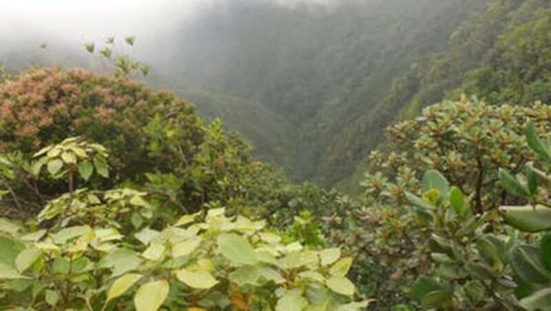 Roseau: Morne Diablotin Hike - Key Points