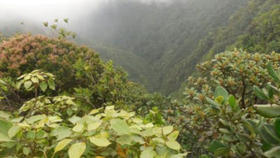 Roseau: Morne Diablotin Hike - Key Points