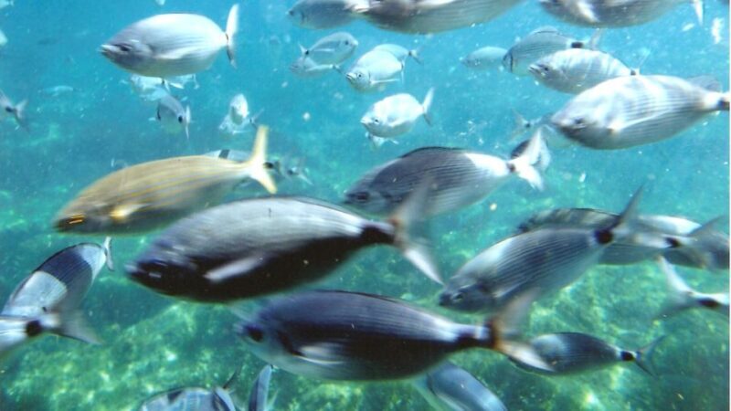 Roses: Cruise to Cala Murtra with Underwater Views - Why This Tour Is Worth Considering