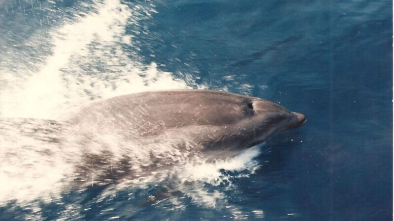 Roses: Cruise to Cala Murtra with Underwater Views - Additional Resources
