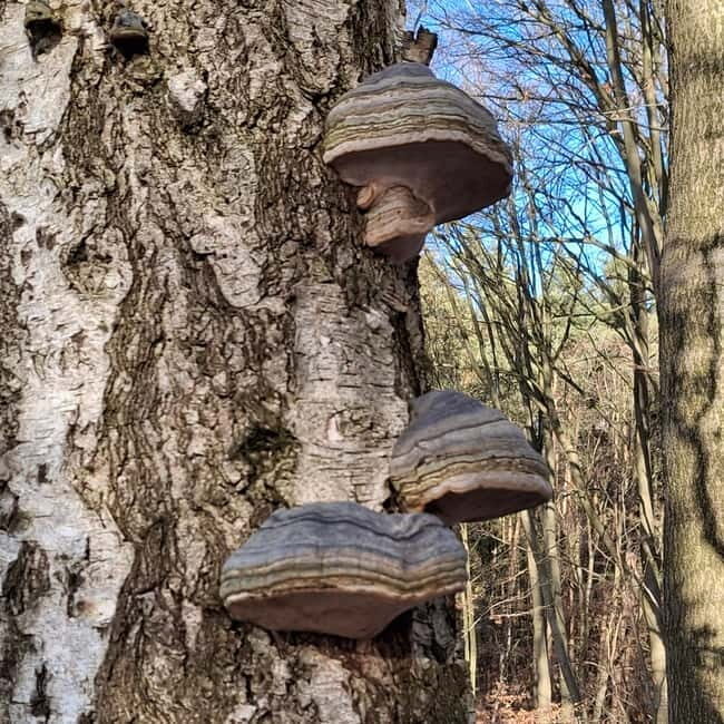 Rotenburg an der Fulda: Forest bathing with a certified guide - Key Points