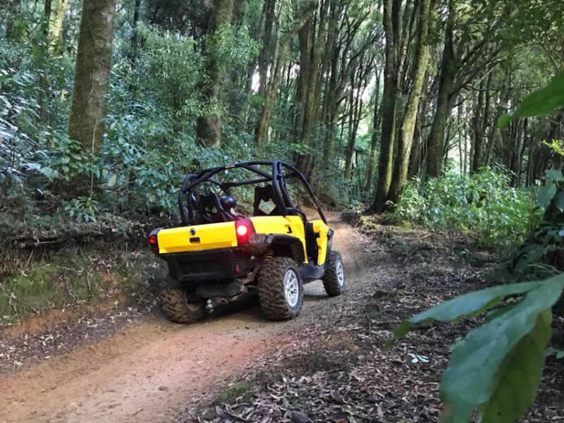 Rotorua: 4×4 Self-Drive Buggy Tour Through Farm and Bushland - An Authentic Off-Road Adventure with Stunning Views