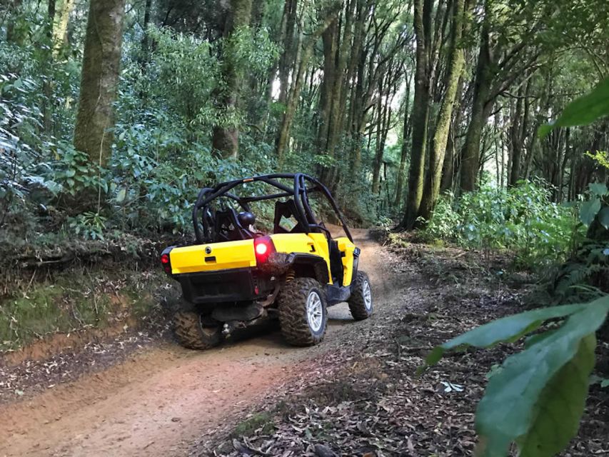 Rotorua: 4×4 Self-Drive Buggy Tour Through Farm and Bushland - Key Points