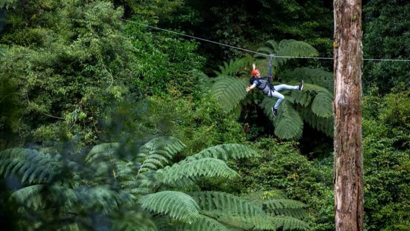 Rotorua: 6 Ziplines, Swing-Bridges & Wildlife Encounters - Who Should Consider This Experience?