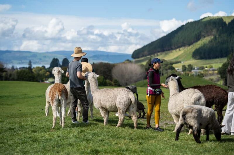 Rotorua: Authentic Kiwi Farm Experience at the Agrodome - Key Points