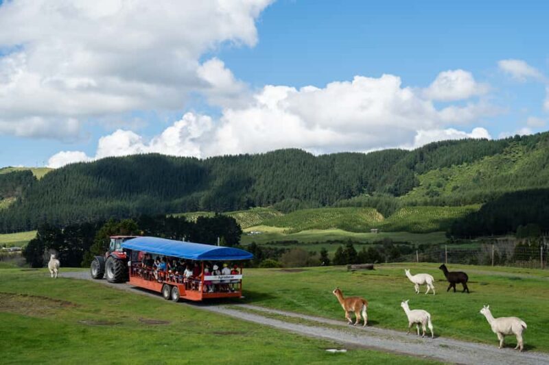 Rotorua: Authentic Kiwi Farm Experience at the Agrodome - A Well-Rounded, Authentic Experience