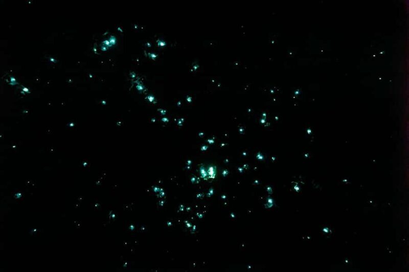 Rotorua: Glowworm Cave, Redwoods Forest & Te Puia Tour - Final Thoughts