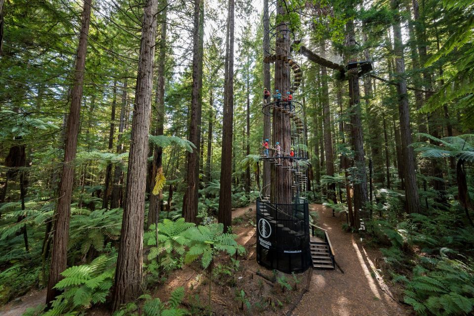 Rotorua: Redwoods Altitude & Day/Night Treewalk Combo - Nightlights Magic Encounter