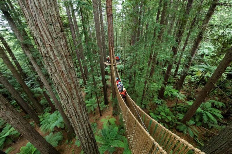 Rotorua: Redwoods Altitude, Nighttime Fast Pass, & Treewalk - The Value of the Experience