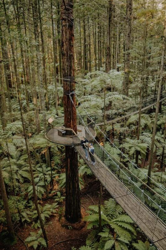Rotorua: Redwoods Altitude, Nighttime Fast Pass, & Treewalk - The Experience’s Darker Side (or Considerations)