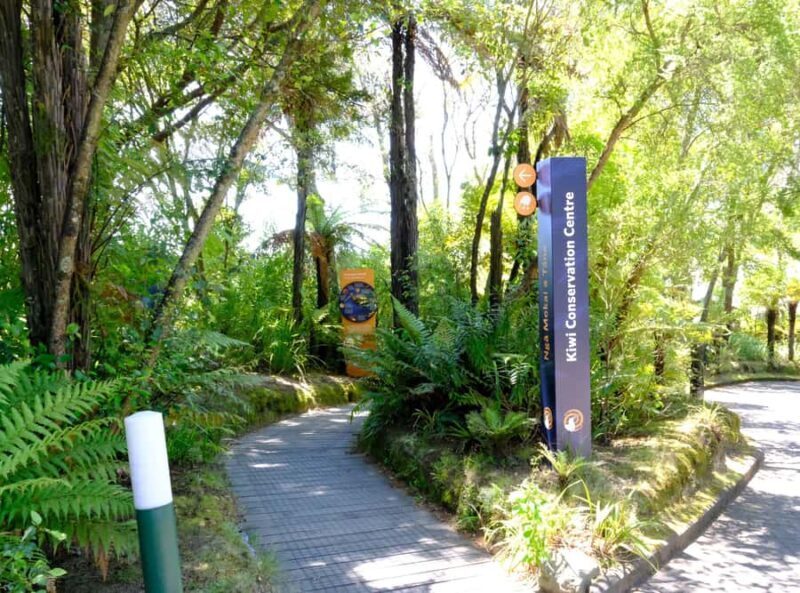 Rotorua: Te Puia Maori Village and Rejuvenation Tour - Who Should Consider This Tour?