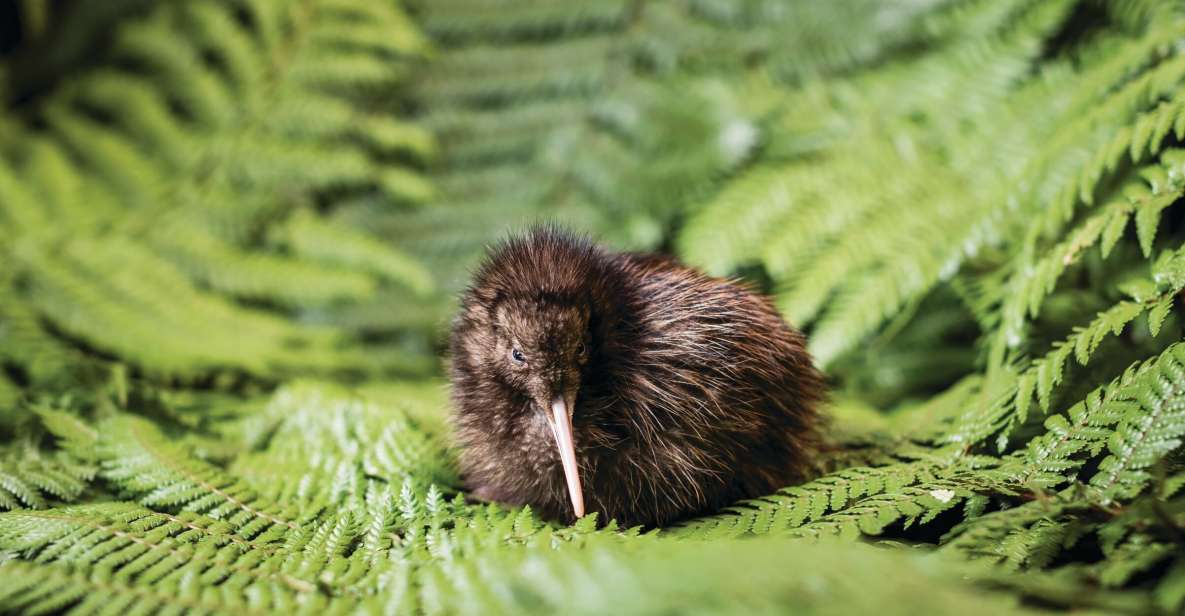 Rotorua: The National Kiwi Hatchery Tour - Booking Information
