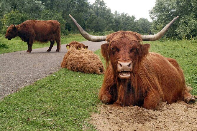 Rotterdam countryside on the wheels - bike tour around city - The Sum Up