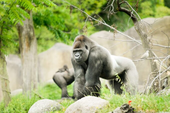 Rotterdam: Rotterdam Zoo Blijdorp Entry Ticket - Booking Information and Tips