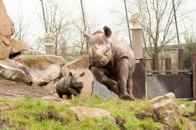 Rotterdam: Rotterdam Zoo Blijdorp Entry Ticket - Frequently Asked Questions