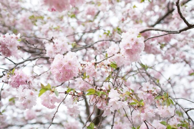 Rotterdam: Trompenburg Botanical Gardens Entry Ticket - Reservations and Cancellation Policy