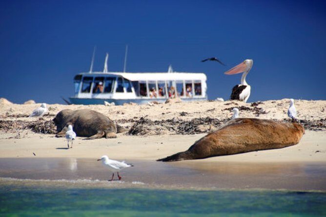 Rottnest Bayseeker Bus Tour from Hillarys Boat Harbour - Final Thoughts