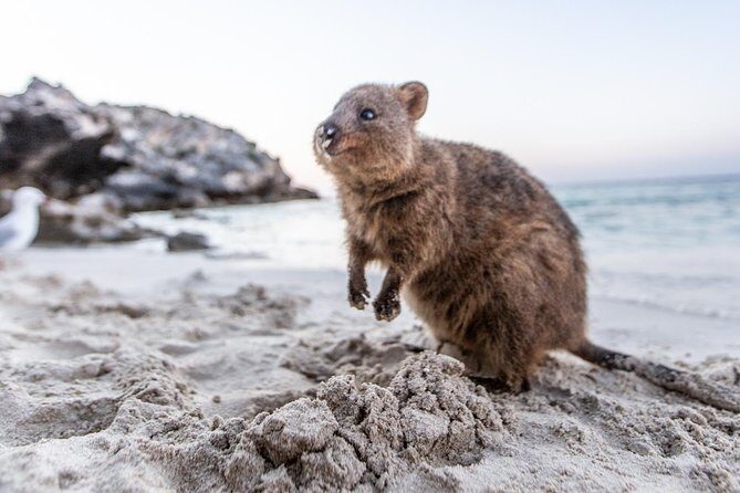 Rottnest Island All-Inclusive Grand Island Tour from Fremantle - Who Should Consider This Tour?