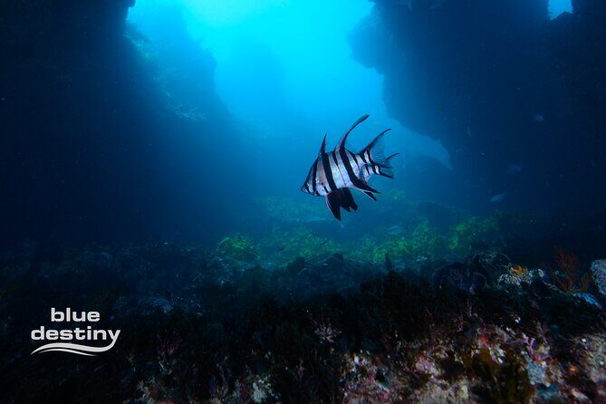 Rottnest Island Boat Dive Day Trip including Lunch - FAQ