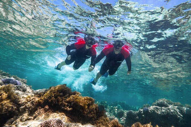 Rottnest Island Guided Snorkel Boat Experience - Reviews: Authentic Voices