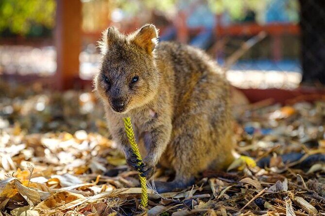 Rottnest Island Round Trip Ferry from Fremantle - Who Is This Tour Best For?