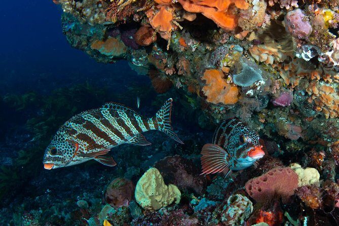 Rottnest Island scuba dive tour - Who Should Consider This Tour