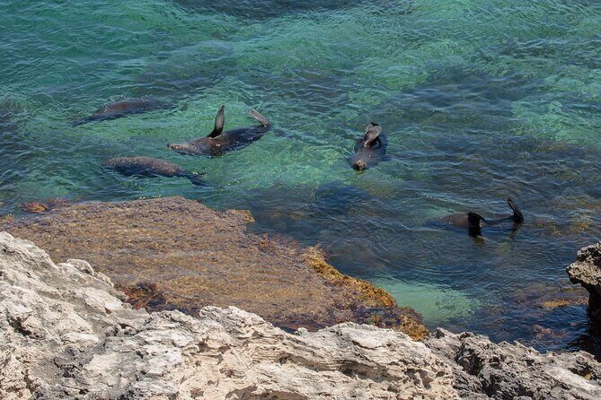 Rottnest Island Seals Sunset and West End Bus Tour - What’s Included and What’s Not