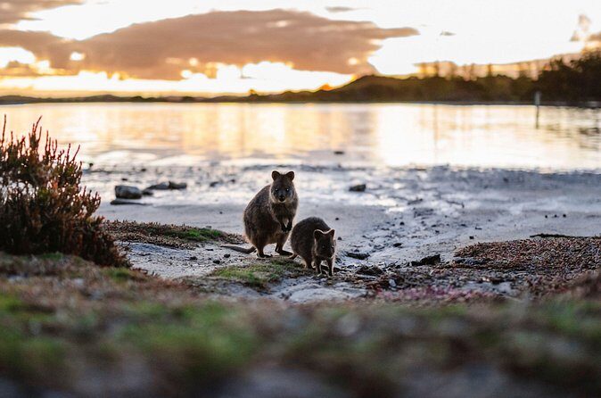 Rottnest Island Seals Sunset and West End Bus Tour - Why This Tour Works for Different Travelers