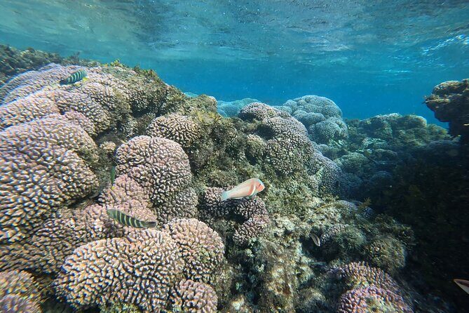 Rottnest Island 'Snorkel and Sail' - Practical Details: Pricing, Duration, and Group Size  