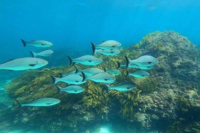 Rottnest Island 'Snorkel and Sail' - Who Should Consider This Tour?  