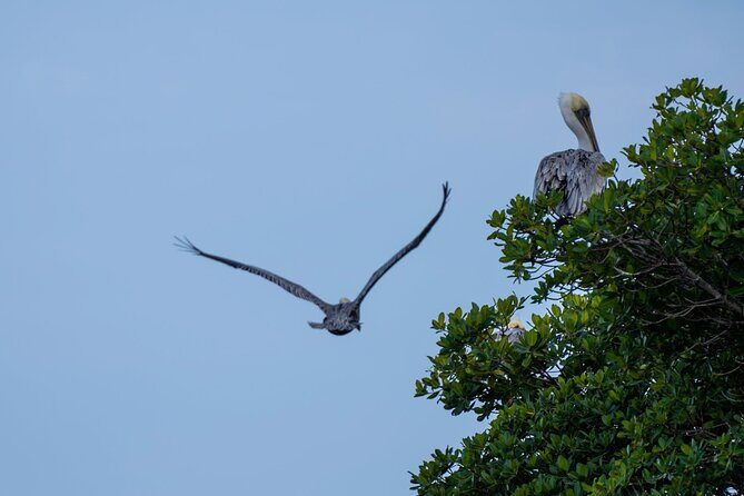 Round Island 2-Hour Glass Bottom Guided Kayak Eco Tour - FAQs