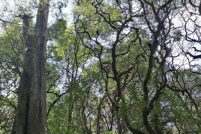 Round Trip to Menagesha Suba Forest Park - Key Points