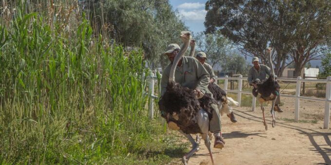 Route 62 Wine Route: Photo Tour, Cango Caves, Wine Tasting - Booking and Policies