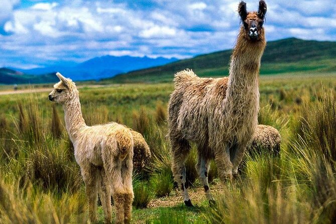 Route of the Sun - Arequipa - Cusco - Puno 7d/6n - Booking Information