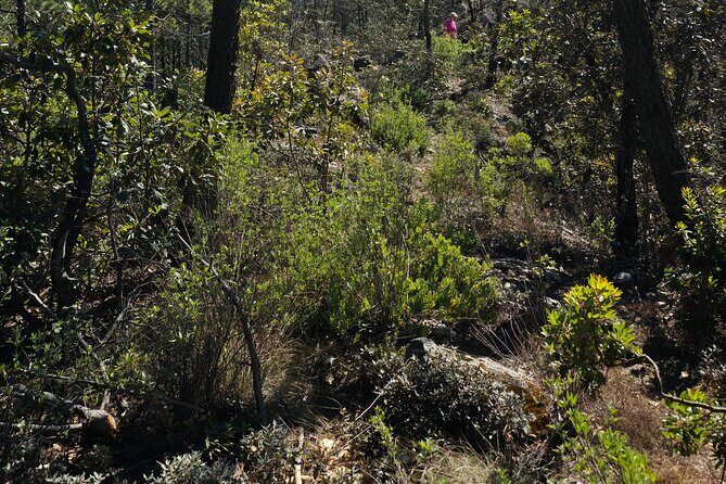 Route to the Peñas Cuatas Science Forest and Adventure - A Detailed Look at the Experience