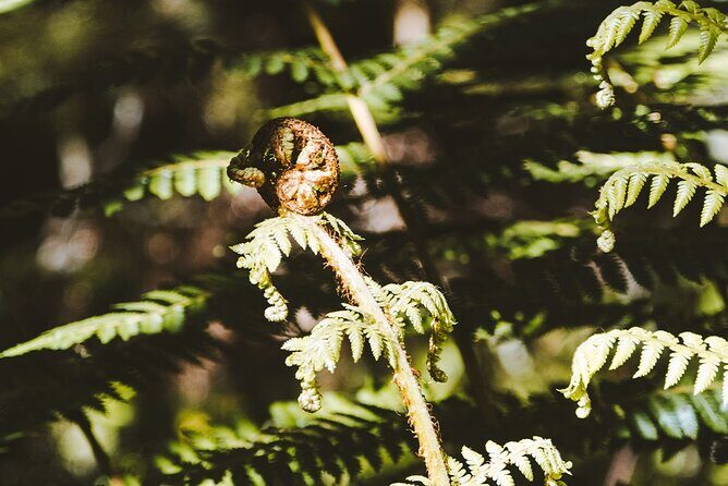 Routeburn Guided Day Hike from Te Anau with Lunch & Transport - Who Will Love This Tour?