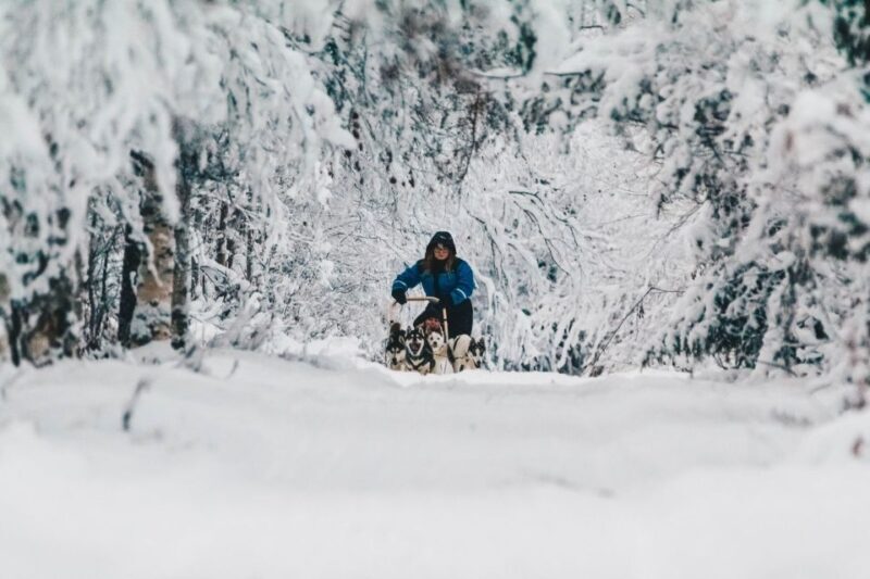 Rovaniemi: Apukka Husky Adventure - An In-Depth Look at the Apukka Husky Adventure