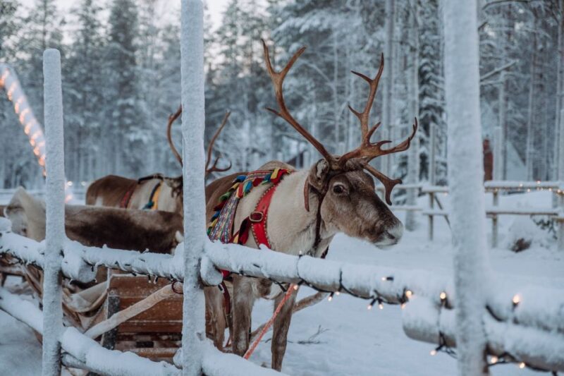 Rovaniemi: Apukka Reindeer Journey - Inclusions and Logistics
