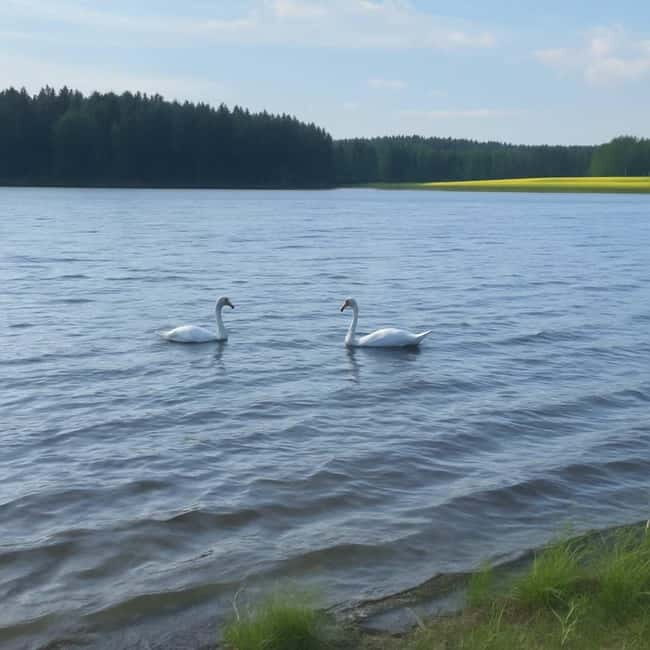 Rovaniemi: Arctic Birdwatching Tour - Rovaniemi: Arctic Birdwatching Tour – A Gentle Escape into Lapland’s Wilderness